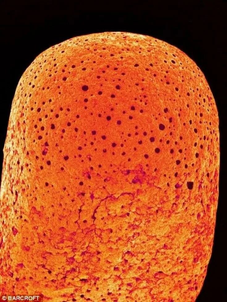 Everyday objects in close-up: items brought to life at a MILLION times magnifica