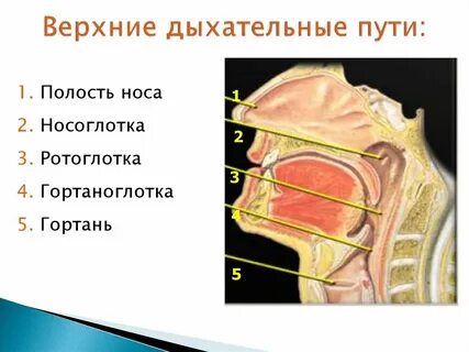 Носоглотка анатомия