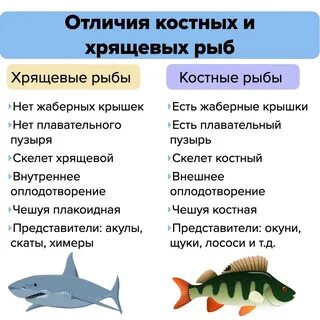 К какому продукту относится рыба