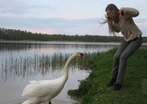 Девушка на гусе. Девушка и гусь. гусь нападает на человека. лебедь и человек. лебедь атакует.