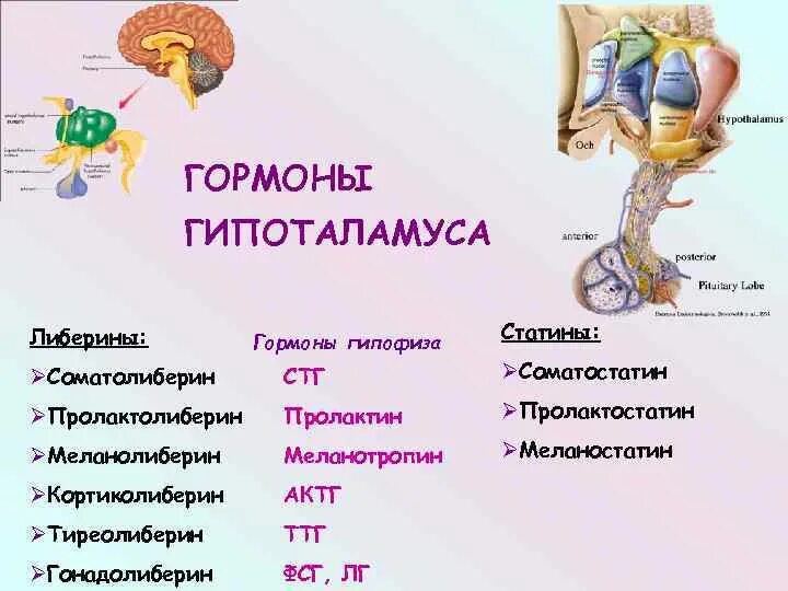 Гормоны секретируются гипоталамусом. Гормоны гипоталамуса строение. Строение гормонов гипофиза биохимия. Гипоталамус гормоны либерины.