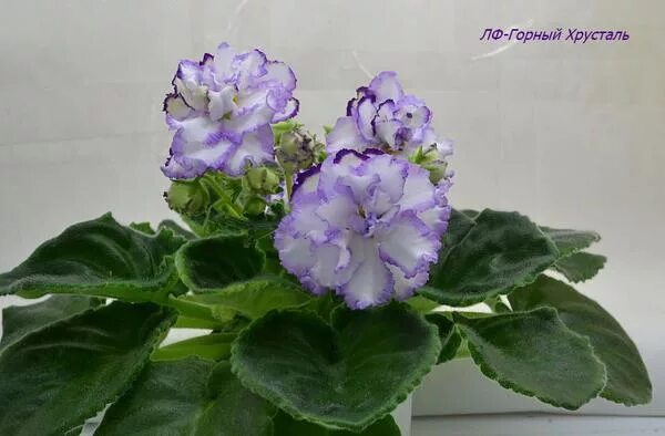 фиалка лф лилия. лф-горный хрусталь фиалка. сорт фиалки горный хрусталь. лф-горный хрусталь фиалка. фиалка горный хрусталь.