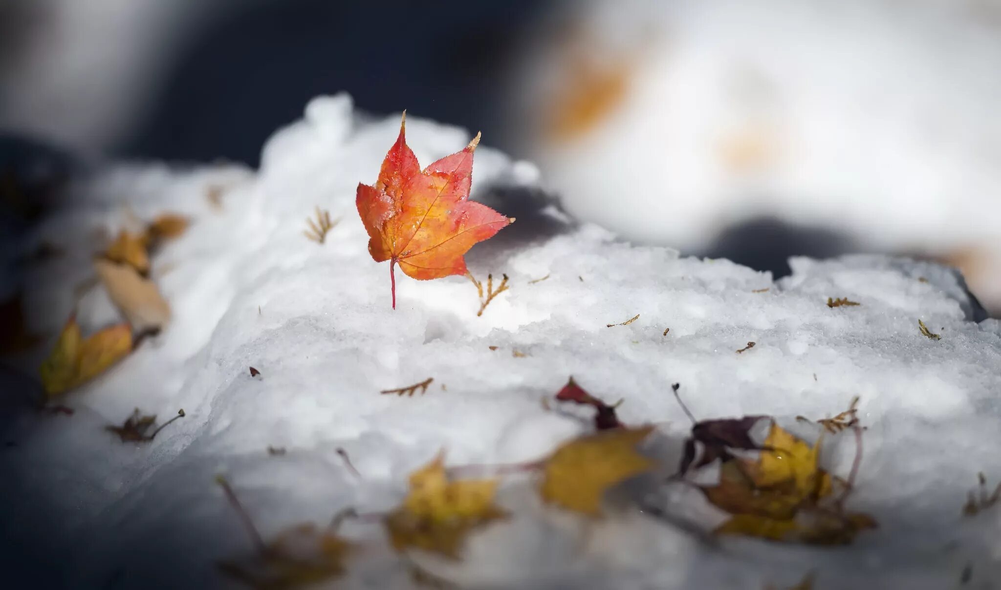 Осенние листья в снегу. Листья под снегом. Осень под снегом. Кленовый лист под снегом. Сугробы листьев