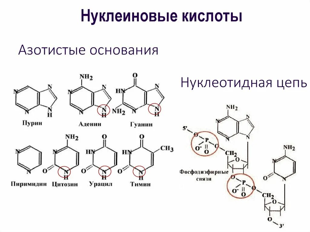 Азотистые основания нуклеиновых кислот