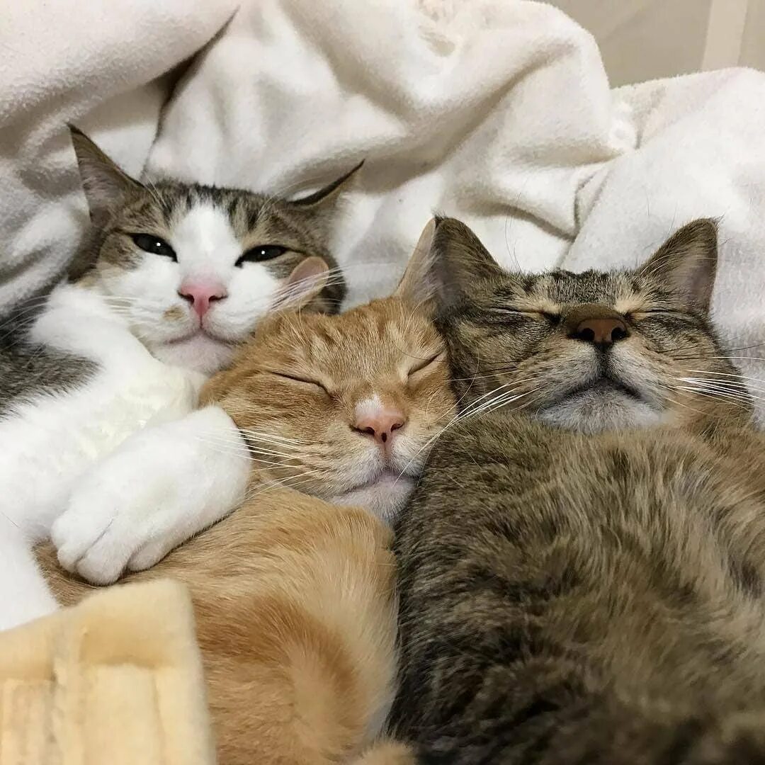 Try cat