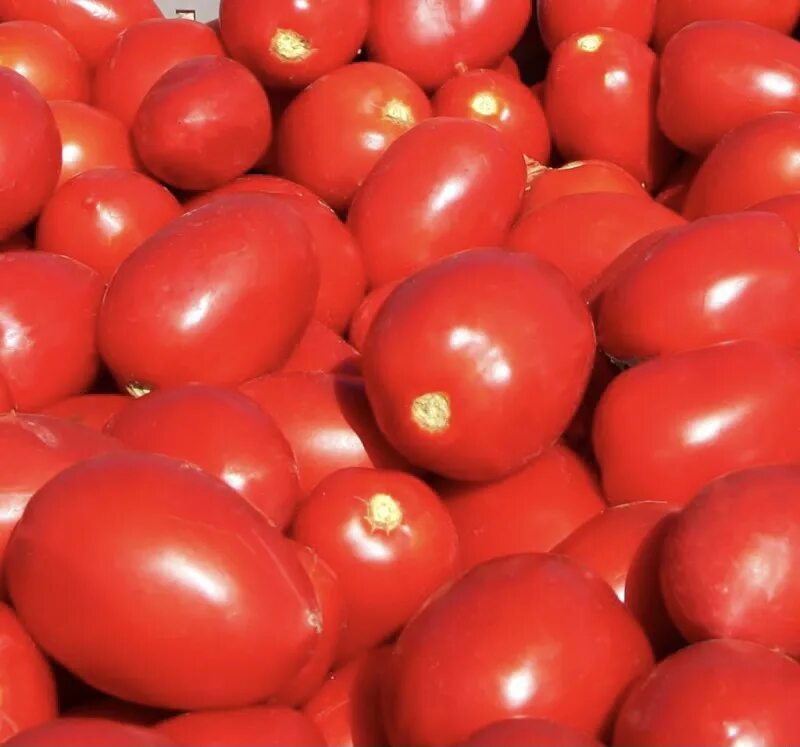 Купить семена томатов сливка. Сорт томатов Сливка. Помидоры Сливка 1 кг. Помидор Сливка макси Рио. Жемчужная Сливка томат сорт.
