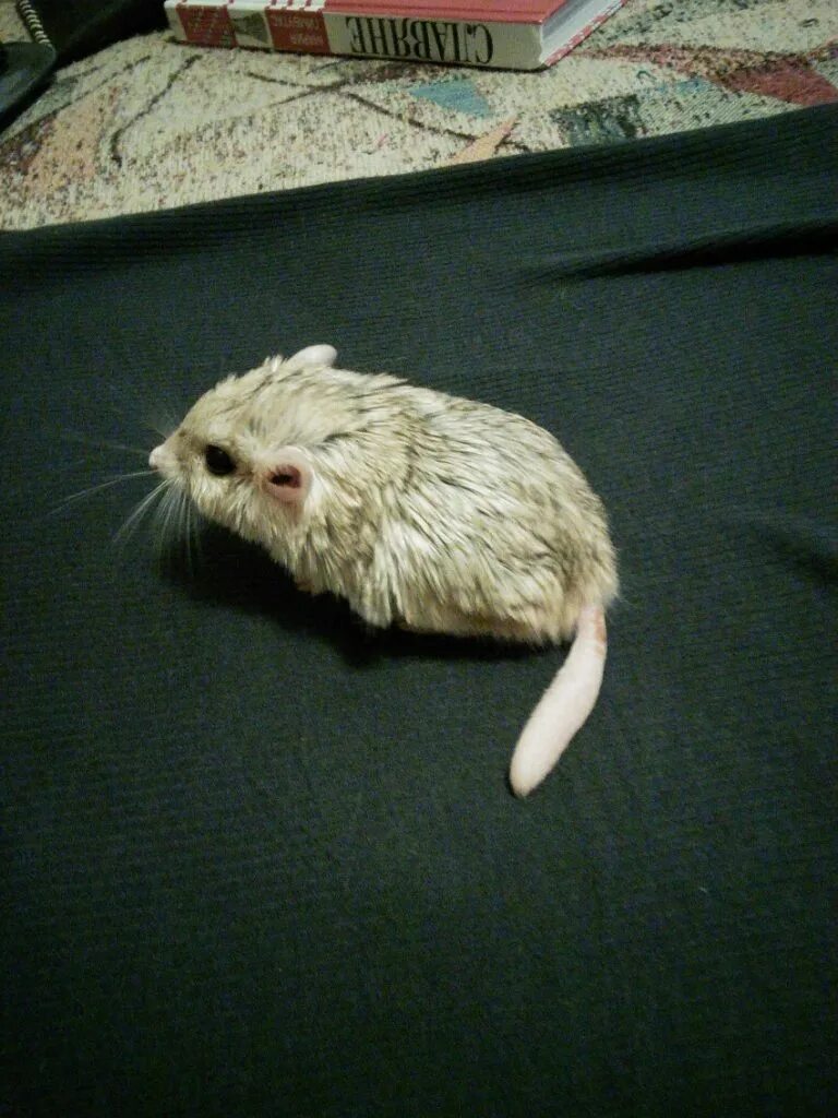 Сколько живут песчанки. Мышь песчанка. Сколько живут песчанки. Мышка песчанка. Мышь монгольская песчанка.