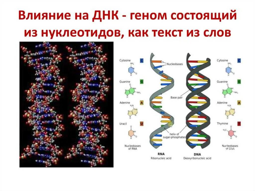 Строение ДНК из нуклеотидов. Строение молекулы ДНК ген. Ген ДНК РНК таблица. Дезоксирибонуклеиновая кислота ДНК. Изменения происходят в последовательности нуклеотидов молекулы днк