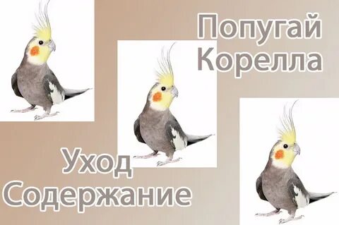 Корелла нимфа уход и содержание