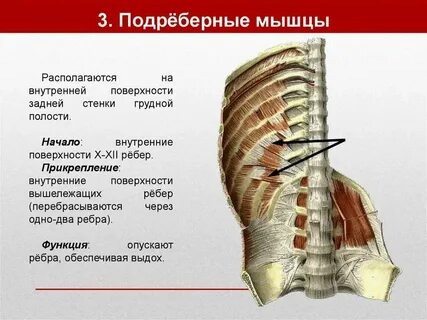 Подреберные мышцы