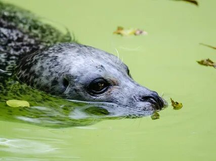 Которая живет в воде