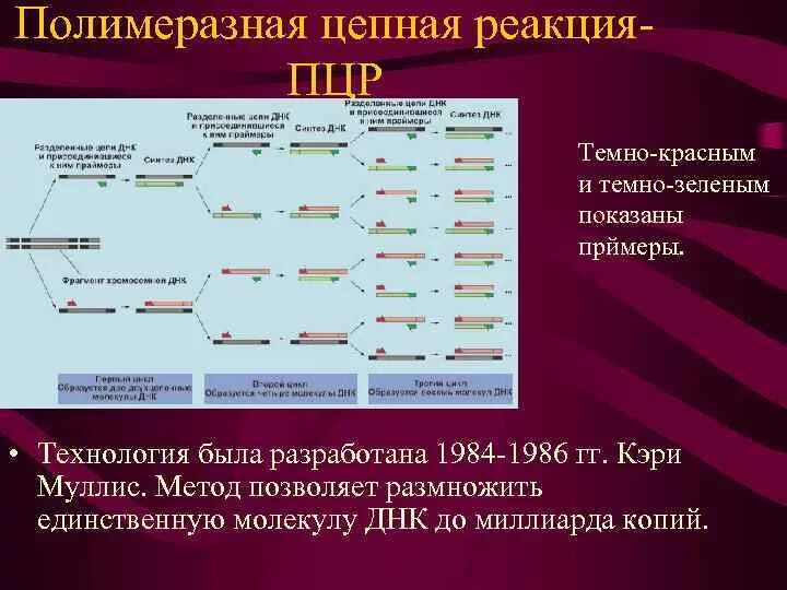 Метод полимеразной цепной реакции. Амплификация ДНК методом ПЦР. PCR — полимеразная цепная реакция. Полимеразная цепная реакция это метод.