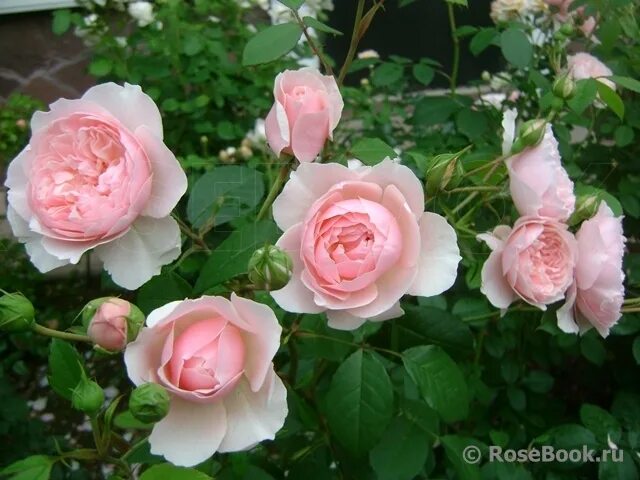 Wisley 2008 (остин). Wisley 2008 роза. роза парковая визли 2008. роза англ. роза англ.