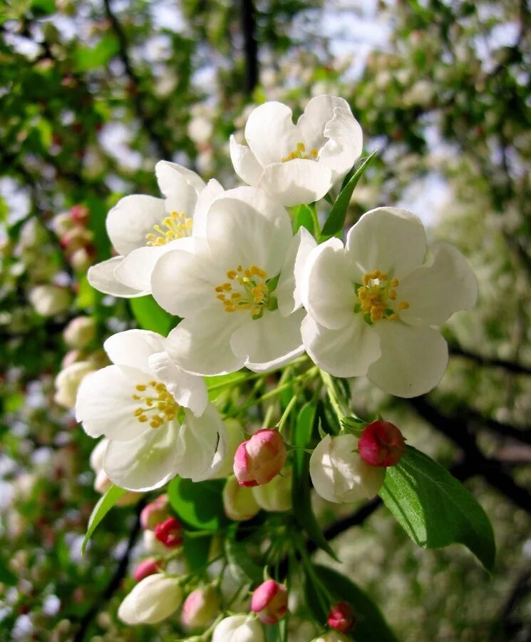 Какие цветы в мае россия. Цветет яблоня, сирень, черёмуха. Май черемуха яблоня. Май Цветущий Яблоневый сад. Цветущая черемуха яблоня.