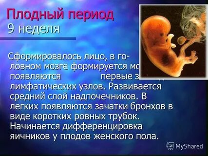 Внутриутробное развитие плода кратко