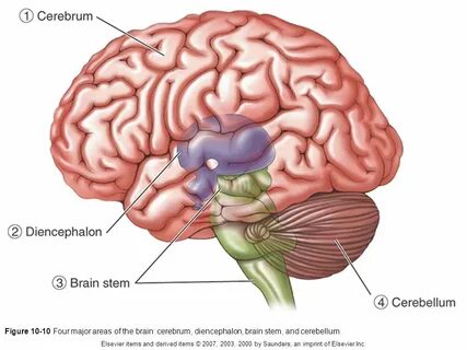Cerebrum