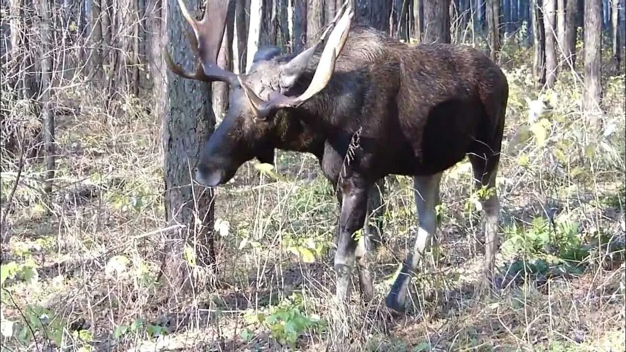 Лось бежит по воде. Драка лосей. Покажи лосей видео. Покажи лосей видео. Лось зимой.
