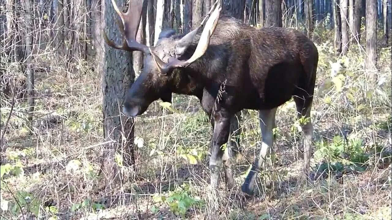 Лось кормиться. Лосиный остров Лось зима. Лось ест водоросли. Дикий Лось ютуб. Рацион лосей