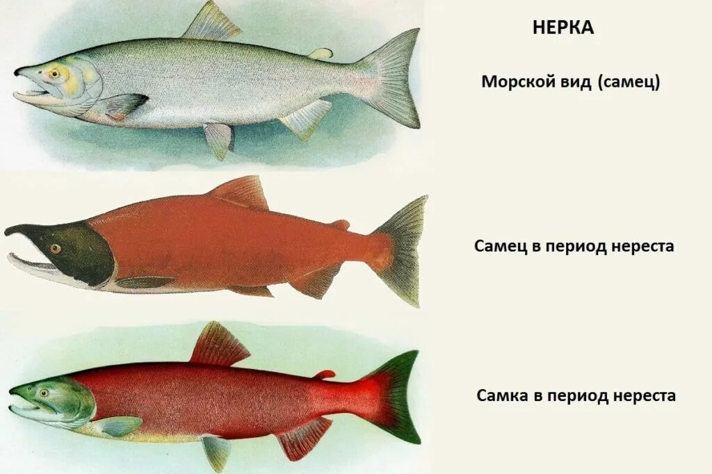 Рыба различие. Рыба лосось нерка. Рыба семейства лососевых нерка. Дальневосточный лосось кижуч. Нерка рыба красная.