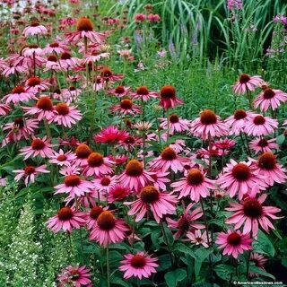 Эхинацея purpurea