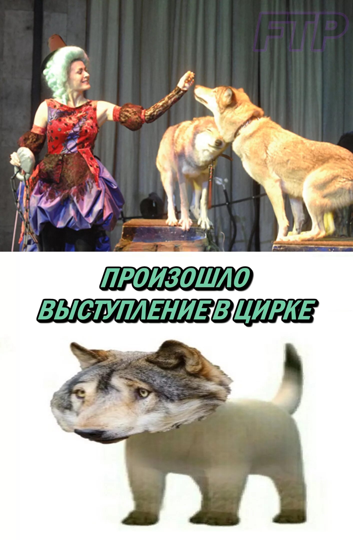 Цирк выступающий то тут то там. Волк выступает в цирке. мемы про волка и цирк. цирковой волк. волк в цирке мем.