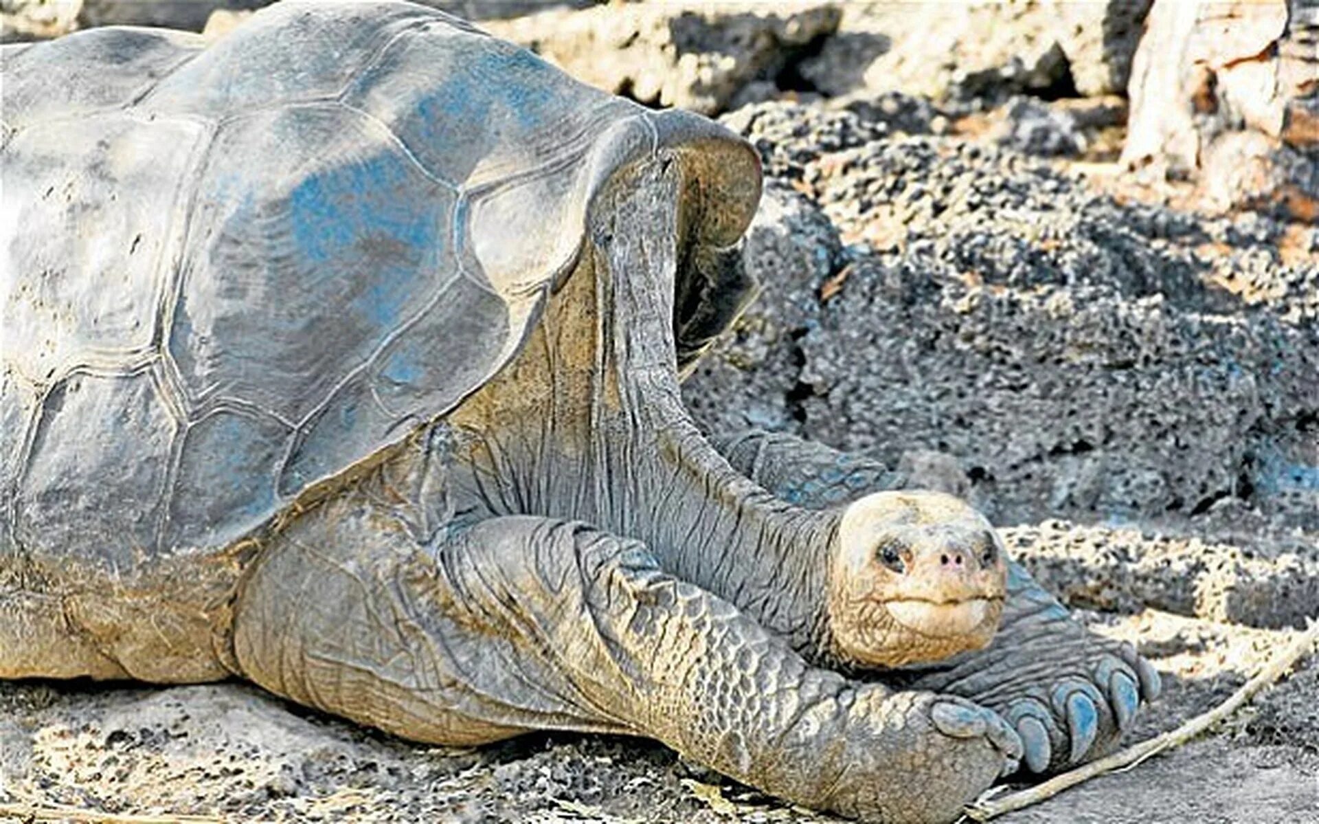 Галапагосская черепаха Джордж. Абингдонская слоновая черепаха. Абингдонская слоновая черепаха одинокий Джордж. Галапагосская черепаха одинокий Джордж. Абингдонские слоновые черепахи