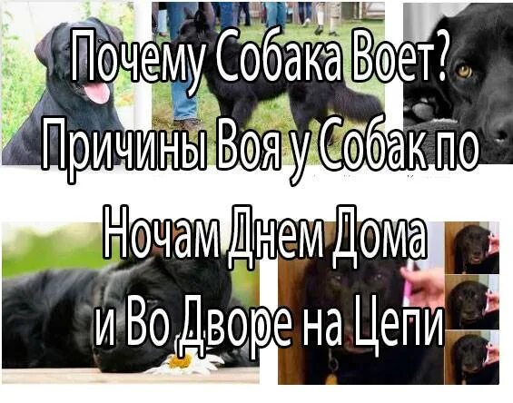 Если собака воет. К чему воет собака во дворе. Пес воет. К чему воет собака во дворе. Почему собака воет ночью.