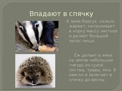 Животные впадающие в спячку зимой доклад