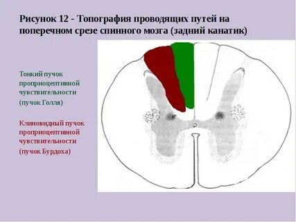 Клиновидный пучок мозга