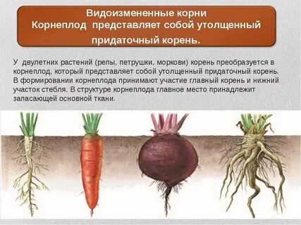 Корневой системы моркови