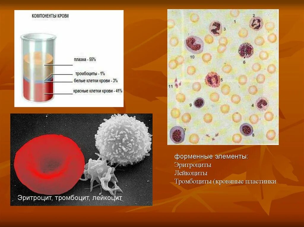 Белые кровяные клетки лейкоциты кровяные пластинки. Элементы белой крови. Тромбоциты крови человека белые кровяные пластинки. Красные кровяные пластинки тромбоциты это элементы крови.