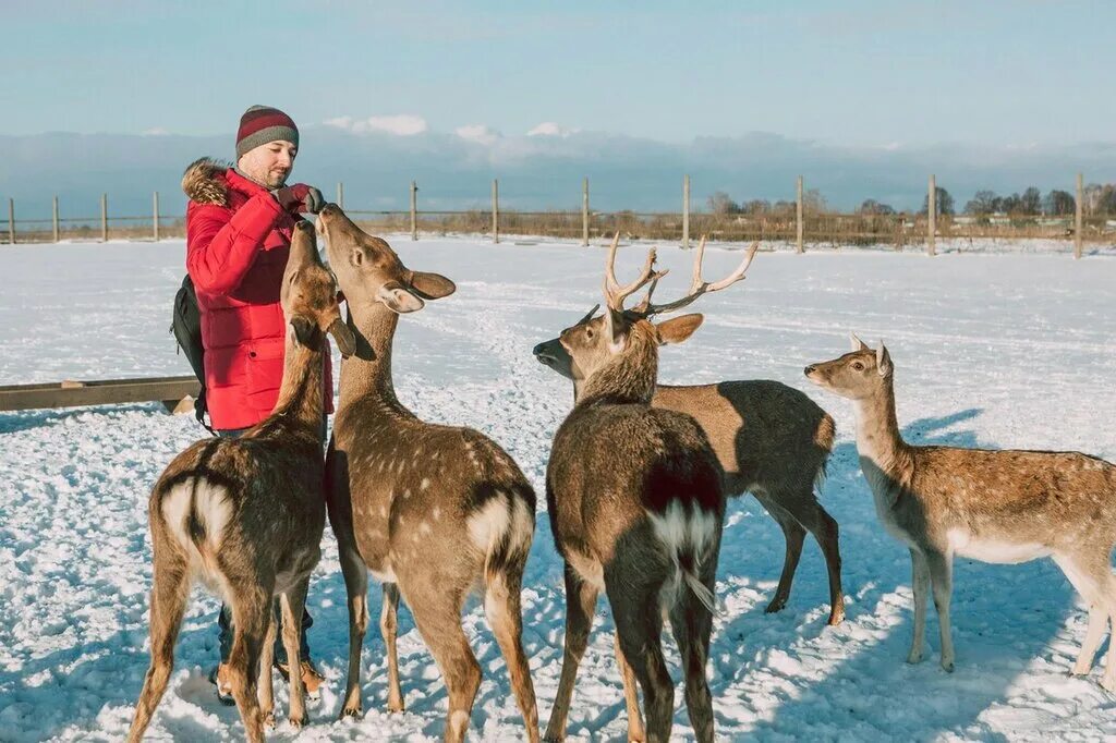 Оленья ферма в нижегородской