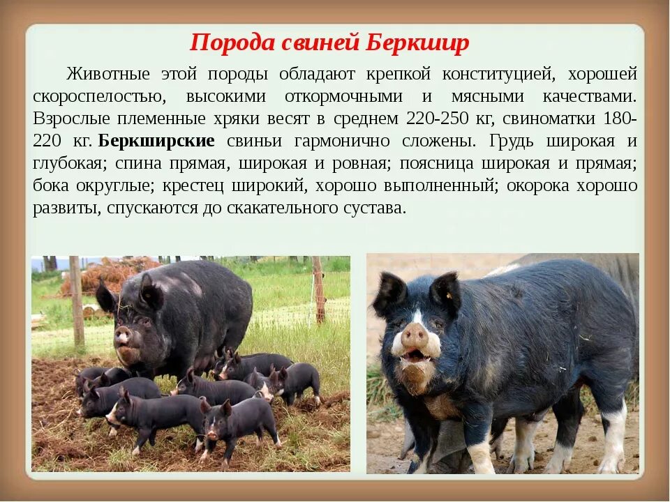 Породы домашних свиней. Название свиней. Породы свиней названия. Породы свиней сального направления продуктивности. Домашние свиньи породы.