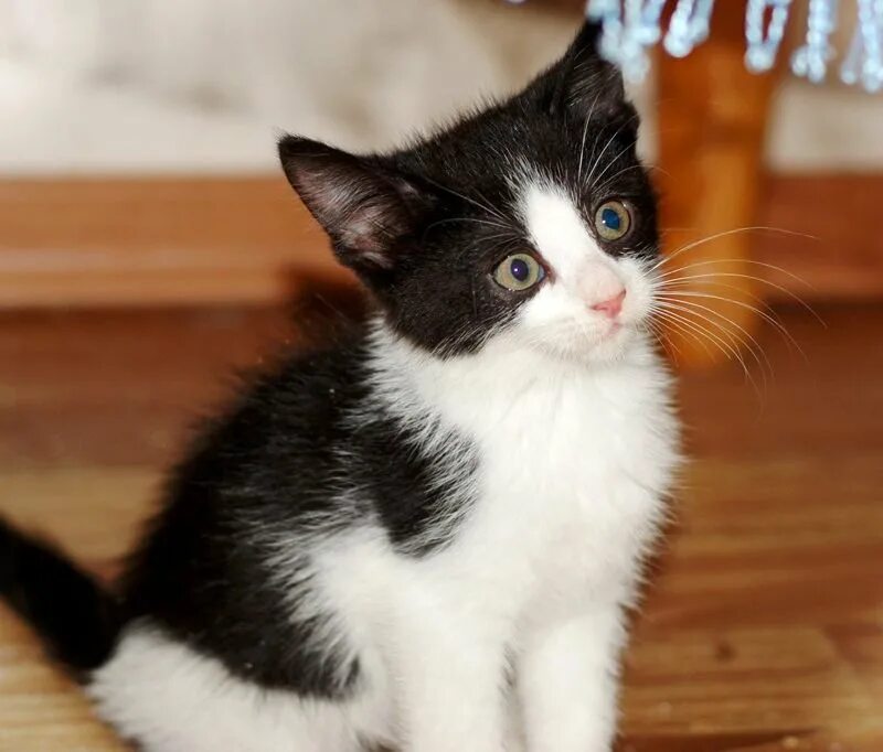 Как зовут черно белого кота. Котята чёрно белые. Котенок черно-белый. Котята черно белого окраса. Формула белого кота.
