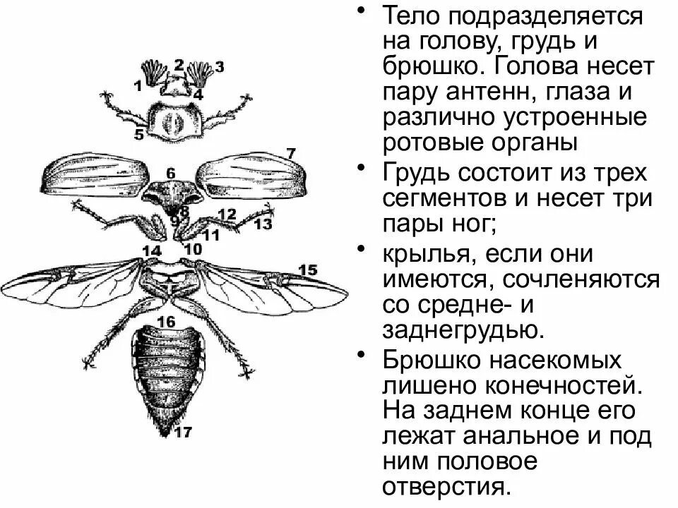Объектом изучения энтомологии является