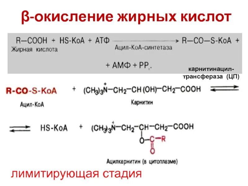 Реакции b окисления жирных кислот. Реакции β-окисления жирных кислот. Β-окисление жирных кислот. Ферменты бета окисления жирных кислот. Реакции бета окисления