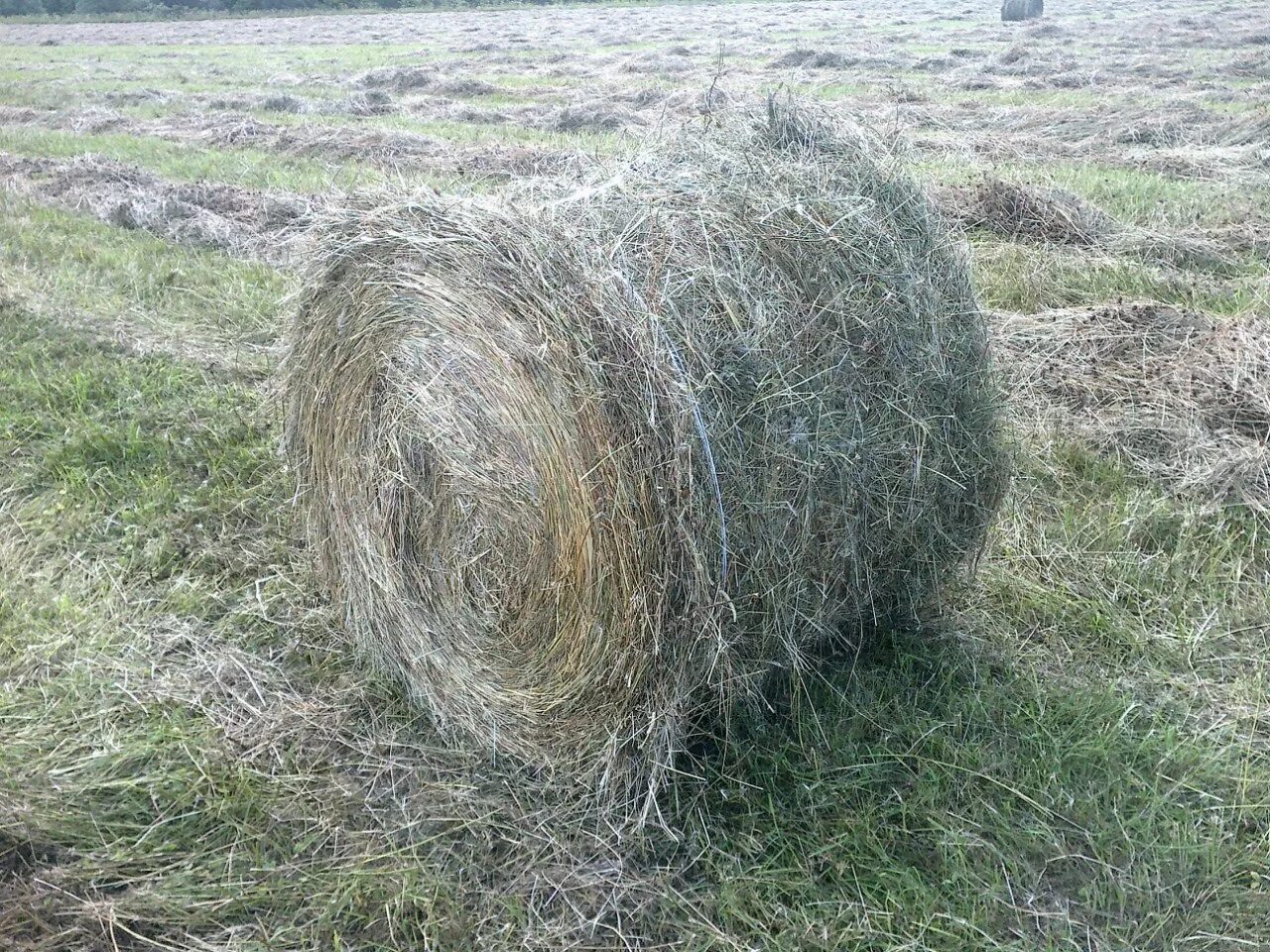 Сено курганская купить. Сено в рулонах разнотравье. Сено Луговое в рулонах. Рулон сена. Сено в тюках.