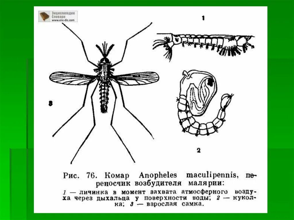 Какое развитие у малярийного комара. Строение личинки комара анофелес. Строение куколки комара Anopheles. Малярийный комар строение. Комар рода анофелес строение.