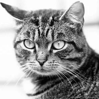 Мистер кот
