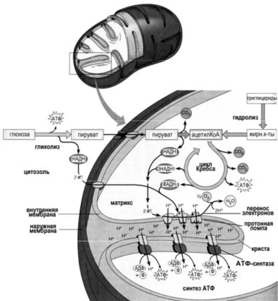 Митохондрия энергетический обмен схема ЕГЭ. Схема клеточного дыхания в митохондриях ЕГЭ. Энергетический обмен в митохондриях схема.