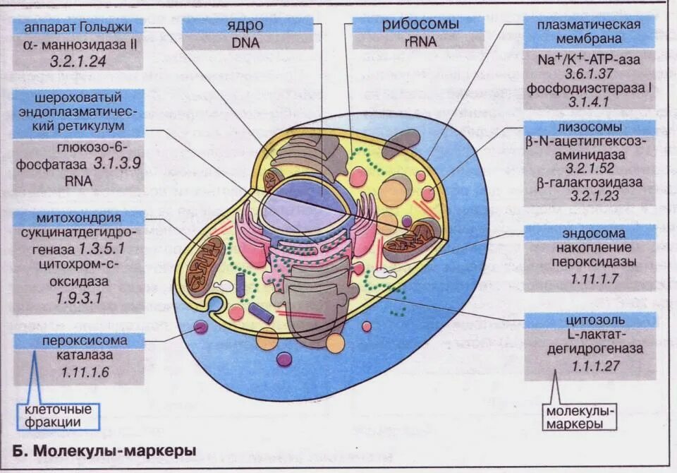 Аппарат Гольджи пероксисомы. Структура клетки и процесс. Рибосомы лизосомы митохондрии. Функции митохондрий и аппарата Гольджи. Органоиды клетки ядро функции