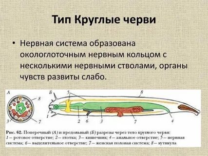 Особенности строения круглых