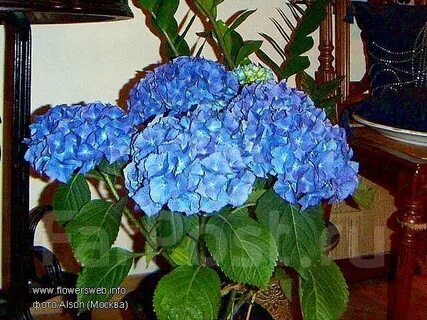 Цветок который цветет шапками
