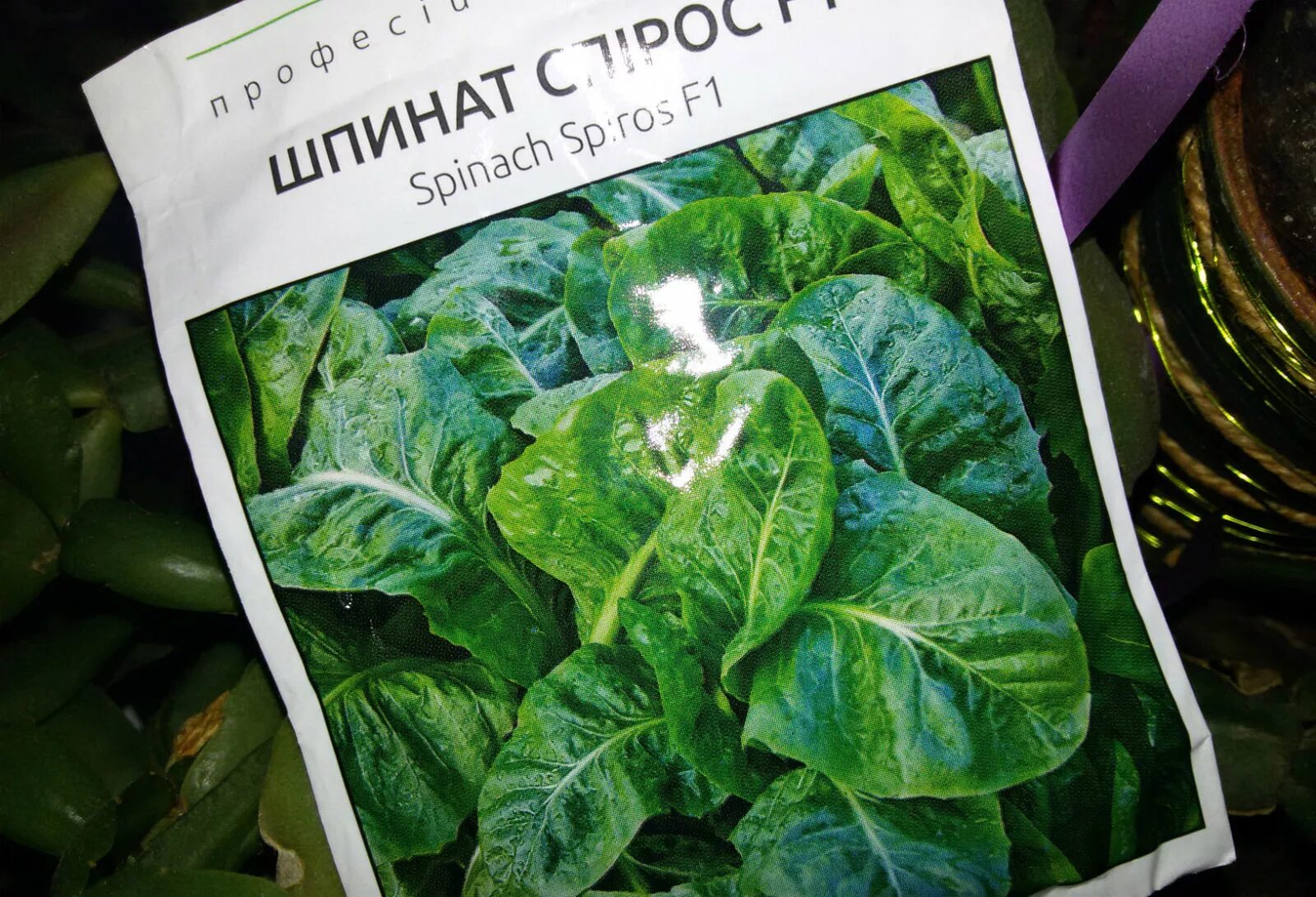 Шпинат огородный семена. Шпинат сорта всходы. Шпинат огородный всходы. Семена руккола, шпинат. Шпинат вырастить на огороде в открытом грунте