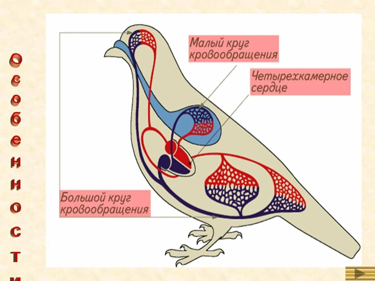 Кровеносная система птиц замкнутая. Сердце птиц круги кровообращения. Строение кровеносной системы птиц. Строение сердца птиц. Кровеносная система птиц рисунок.