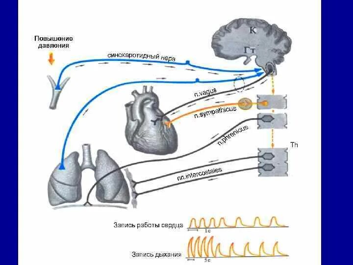 Рефлекторная регуляция дыхания схема. Рефлекторная дуга дыхания схема. Схема дыхательного рефлекса. Нервная регуляция дыхания рефлекторная дуга.