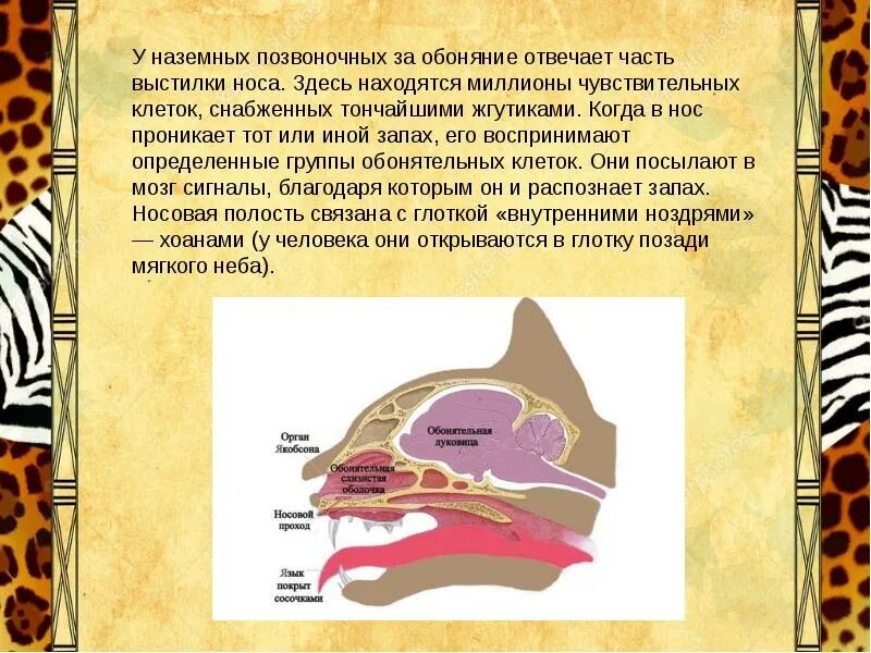 Обоняние у млекопитающих. Орган обоняния у животных. Интересные факты об обонянии человека. Орган обоняния у млекопитающих. Орган обоняния собаки.