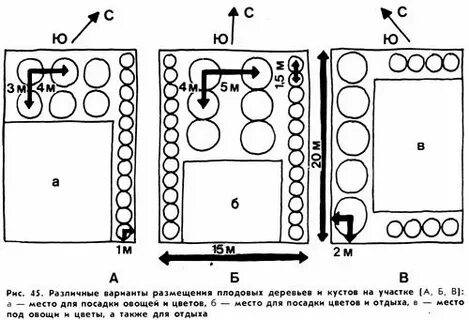 Расстояние посадки фруктовых деревьев