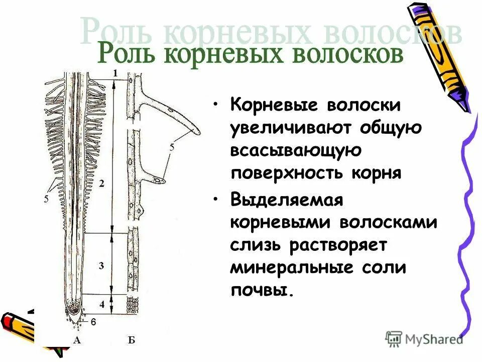 Каково значение корневого. Функции корневых волосков. Строение корневого волоска. Строение корневых волосков. Корневые волоски и их функции.