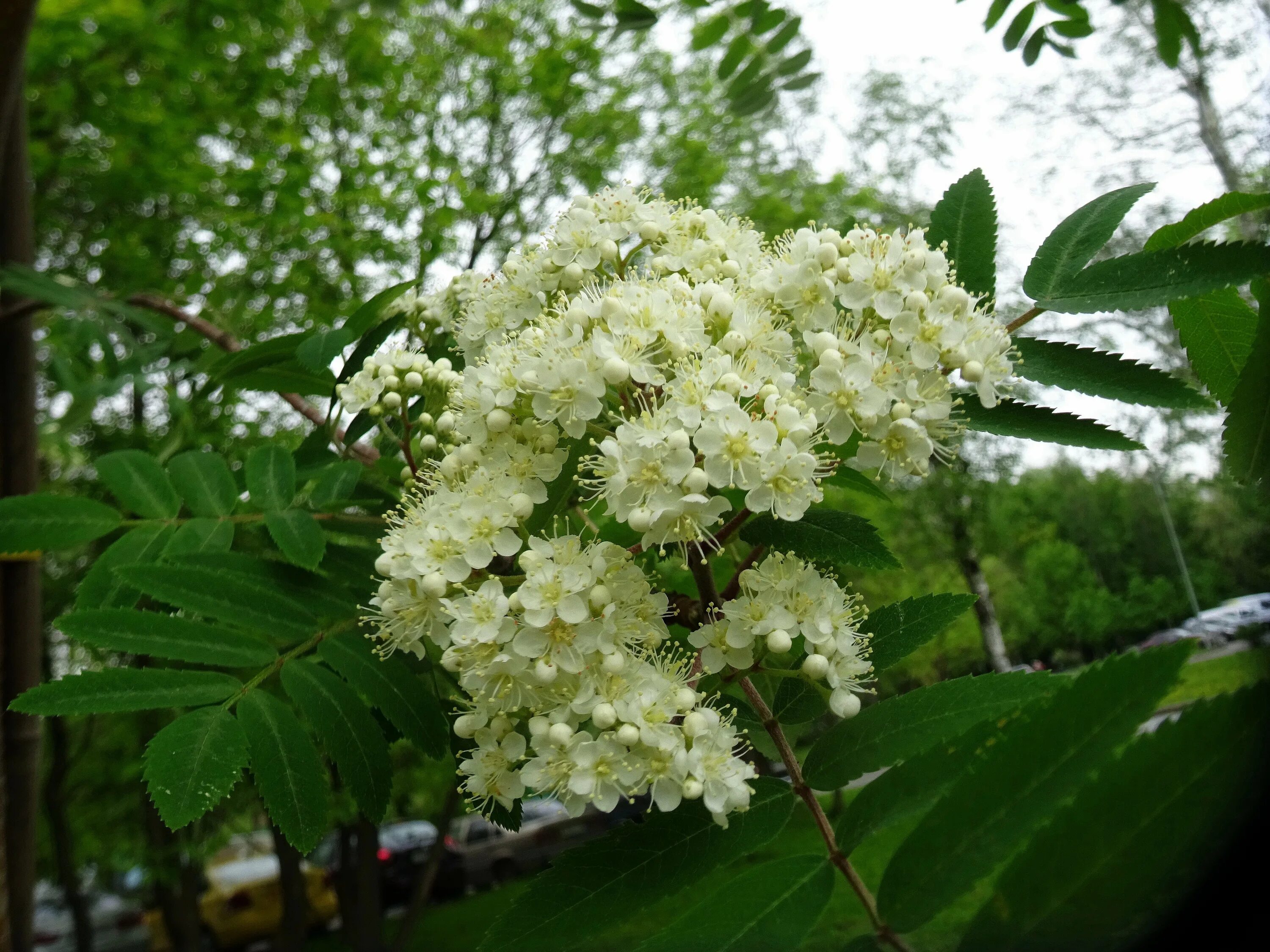 Рябина цветет. Рябина обыкновенная цветение. Sorbus sibirica. Рябина обыкновенная Эдулис. Рябина обыкновенная цветение дерево.